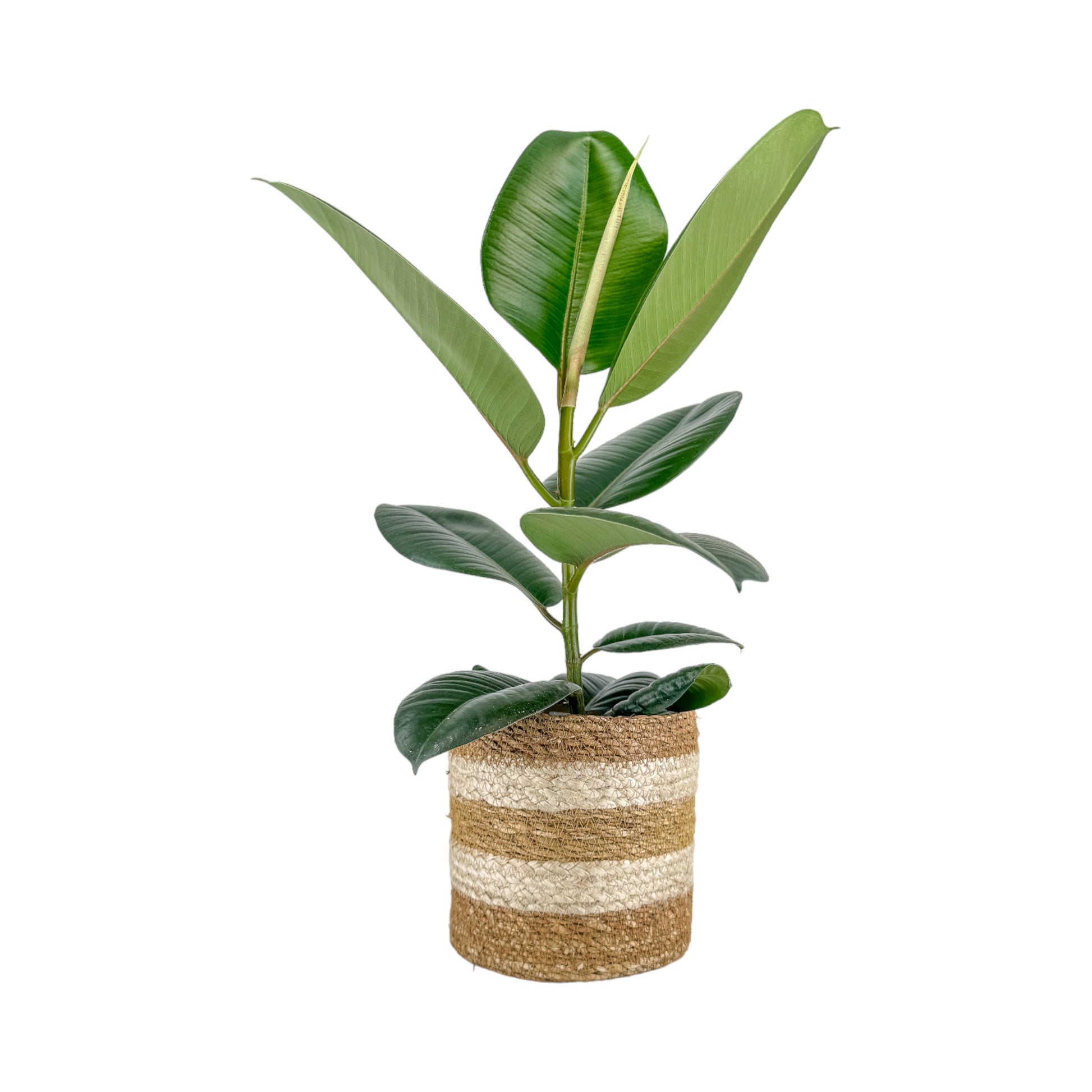 Green Plants 17cm Mix in Basket - Green Plant The Horti House