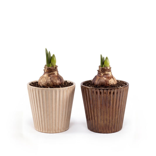 Amaryllis 12cm in Chritmas Ceramic - Flowering The Horti House