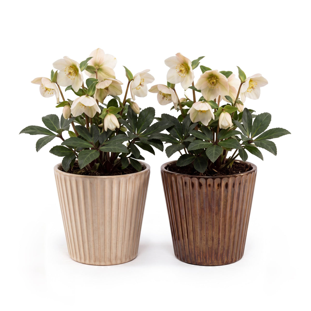 Hellebore 12cm in Christmas Ceramic - Flowering The Horti House