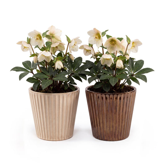 Hellebore 12cm in Christmas Ceramic - Flowering The Horti House