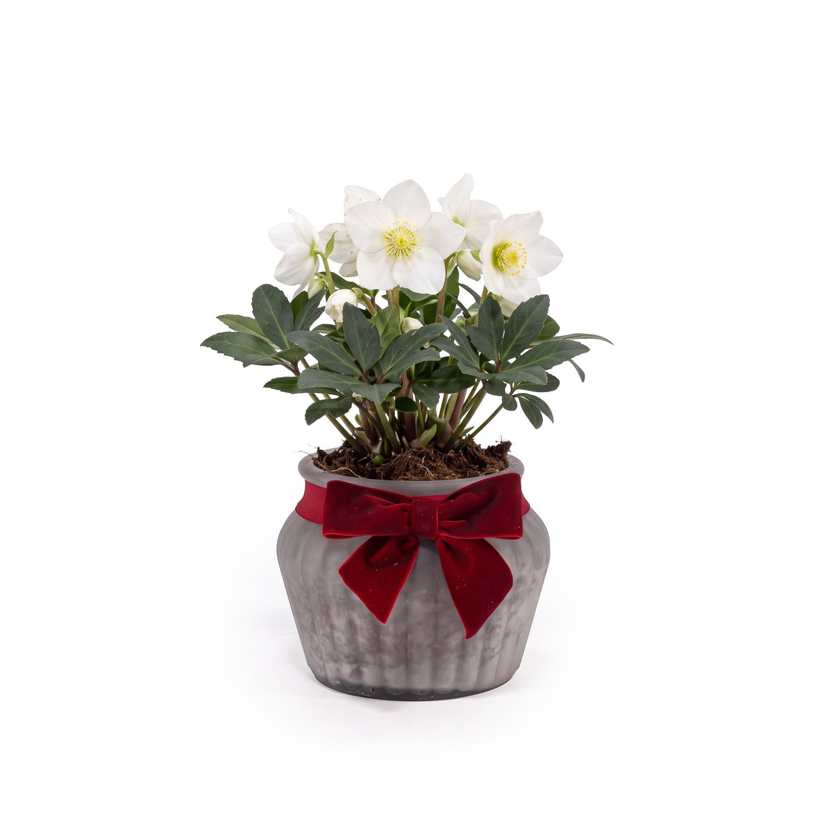 Hellebore 12cm in Frosted Glass - Flowering The Horti House