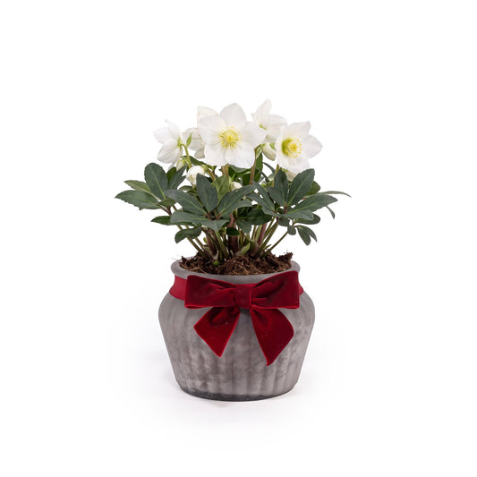 Hellebore 12cm in Frosted Glass - Flowering The Horti House