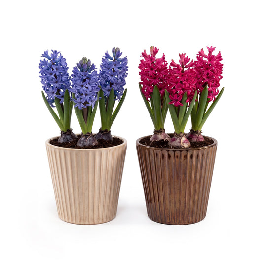Hyacinth 12cm in Christmas Ceramic - Flowering The Horti House
