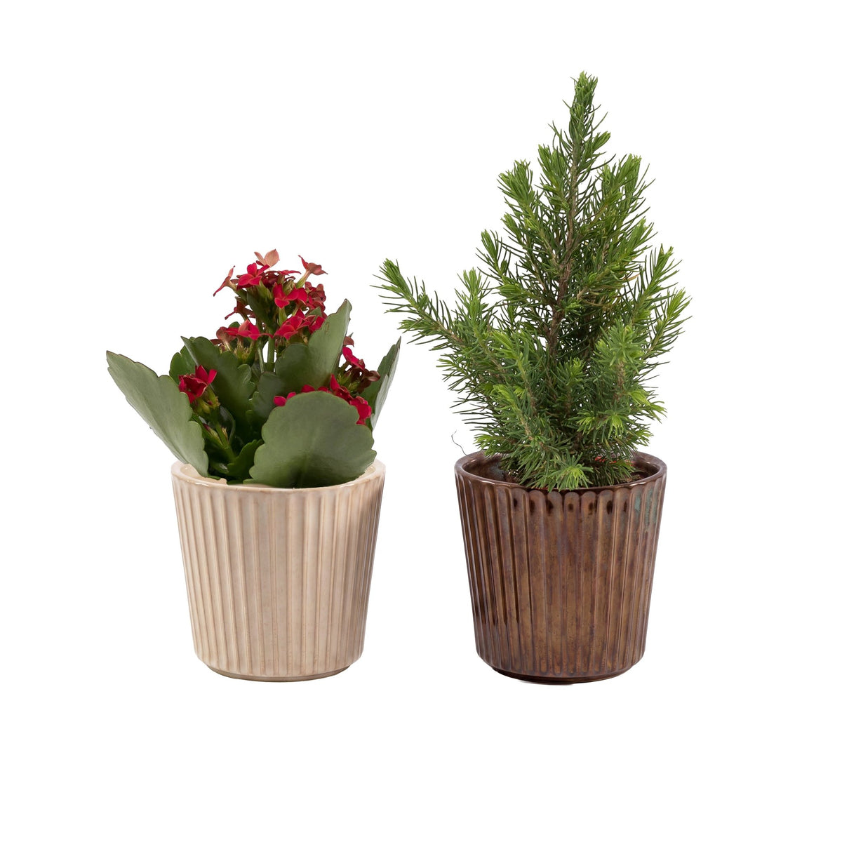 Mini Mix 6cm in Christmas Ceramic - Flowering The Horti House