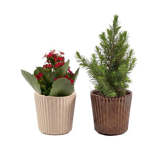 Mini Mix 6cm in Christmas Ceramic - Flowering The Horti House
