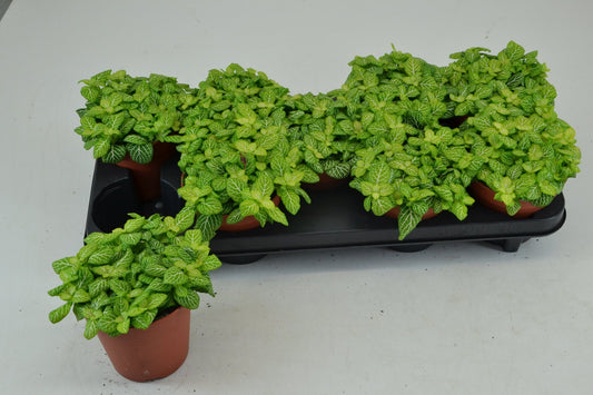 Fittonia 12cm Joly Lemon - Green Plant The Horti House