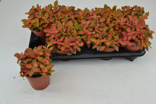Fittonia 12cm Ruby Lime - Green Plant The Horti House