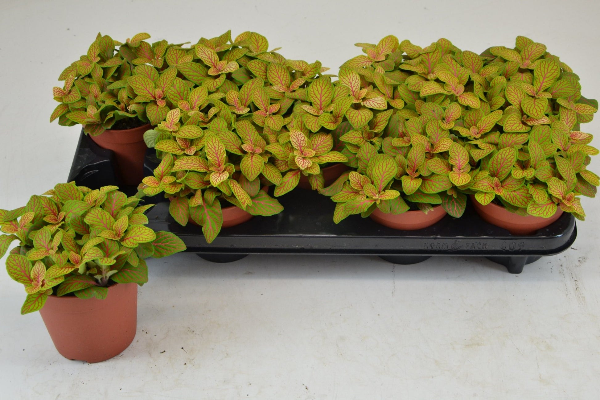 Fittonia 12cm Skeleton - Green Plant The Horti House