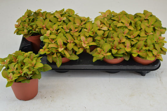 Fittonia 12cm Skeleton - Green Plant The Horti House
