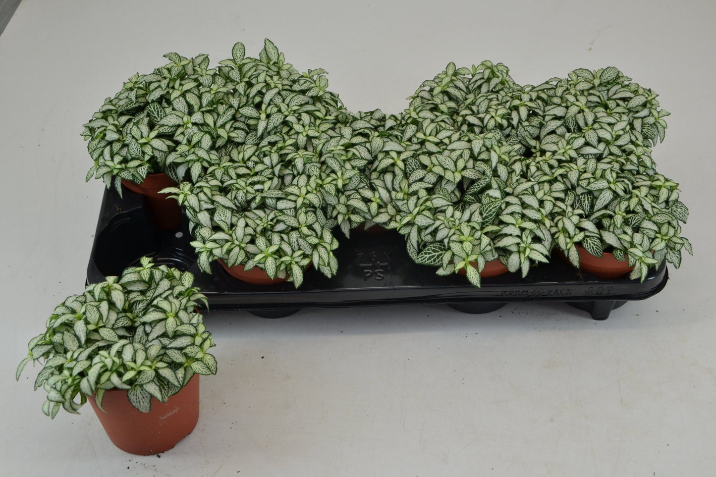 Fittonia 12cm White Forest Flame - Green Plant The Horti House