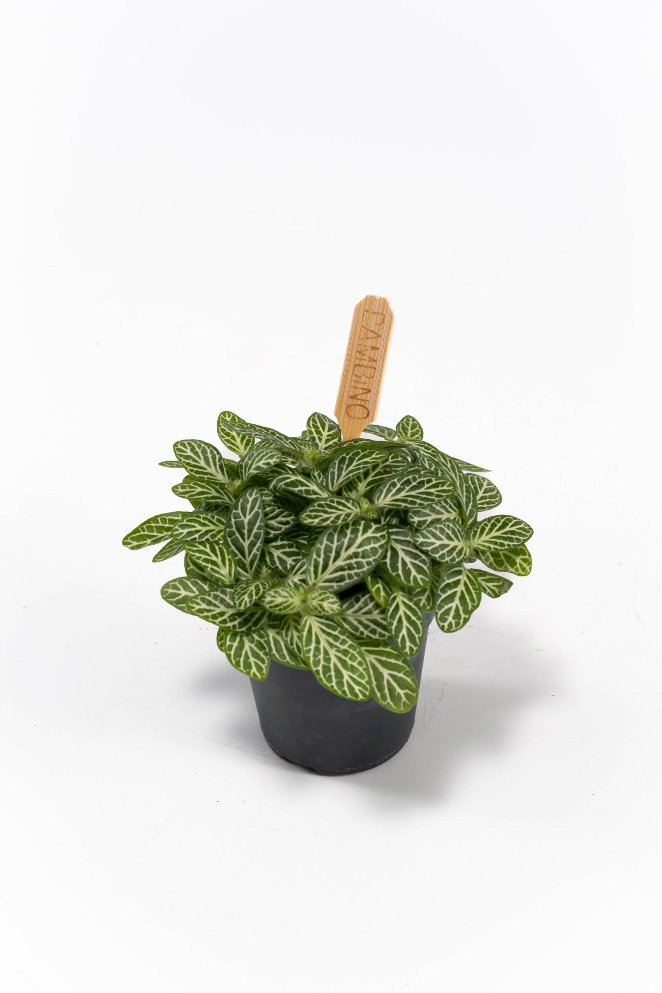 Fittonia 5.5cm Verschaffeltii - Green Plant The Horti House