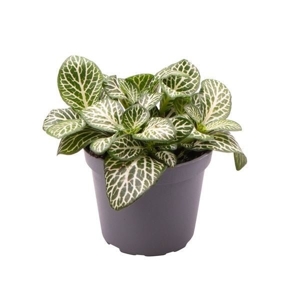 Fittonia 6cm Mini White - Green Plant The Horti House