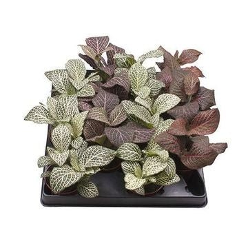 Fittonia 6cm Mix - Green Plant The Horti House