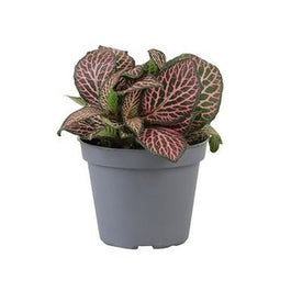 Fittonia 6cm Verschaffeltii Pink - Green Plant The Horti House