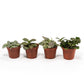 Fittionia 8.5cm - Green Plant The Horti House