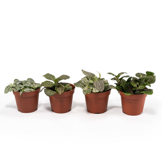 Fittionia 8.5cm - Green Plant The Horti House