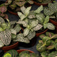 Fittionia 8.5cm - Green Plant The Horti House