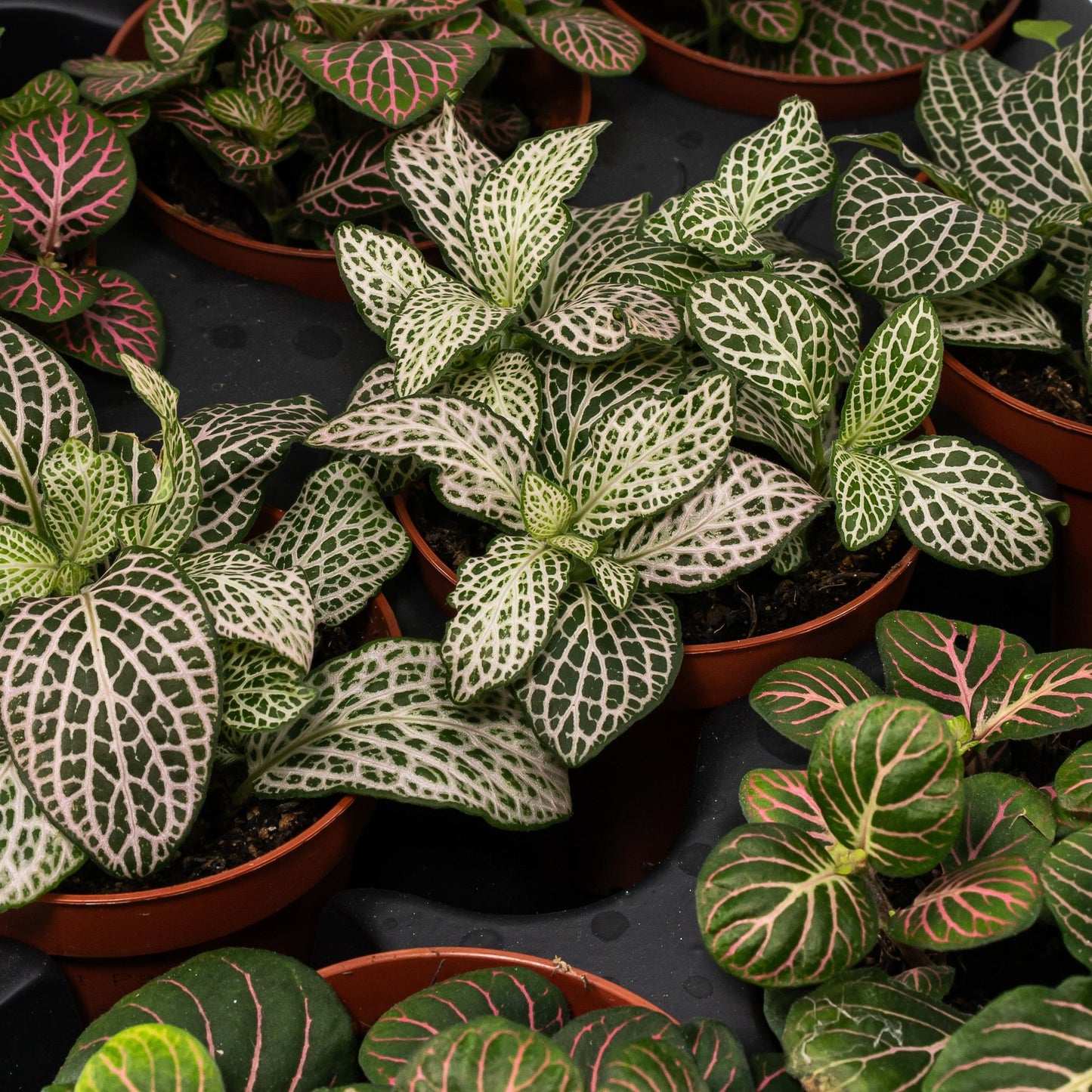 Fittionia 8.5cm - Green Plant The Horti House