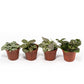 Fittionia 8.5cm - Green Plant The Horti House