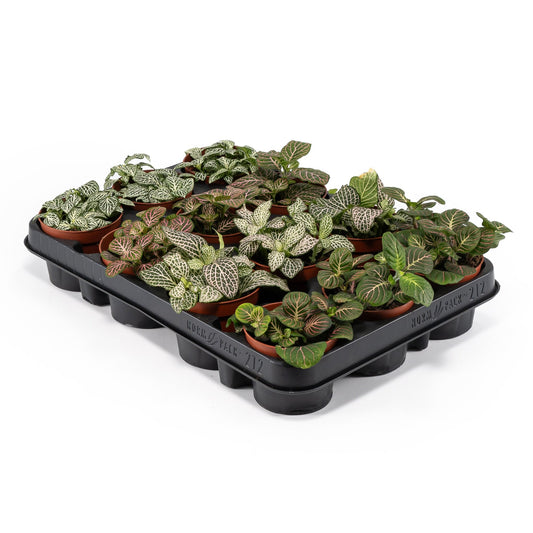 Fittionia 8.5cm - Green Plant The Horti House