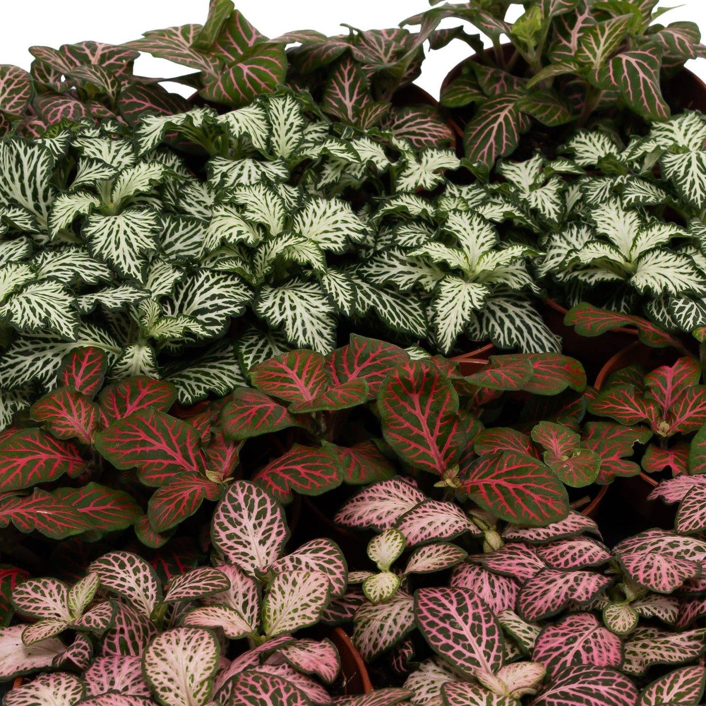 Fittonia 8.5cm Big Leaves Mix - Green Plant The Horti House