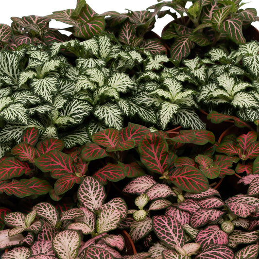Fittonia 8.5cm Big Leaves Mix - Green Plant The Horti House
