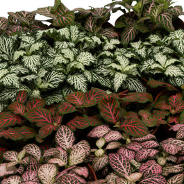 Fittonia 8.5cm Big Leaves Mix - Green Plant The Horti House
