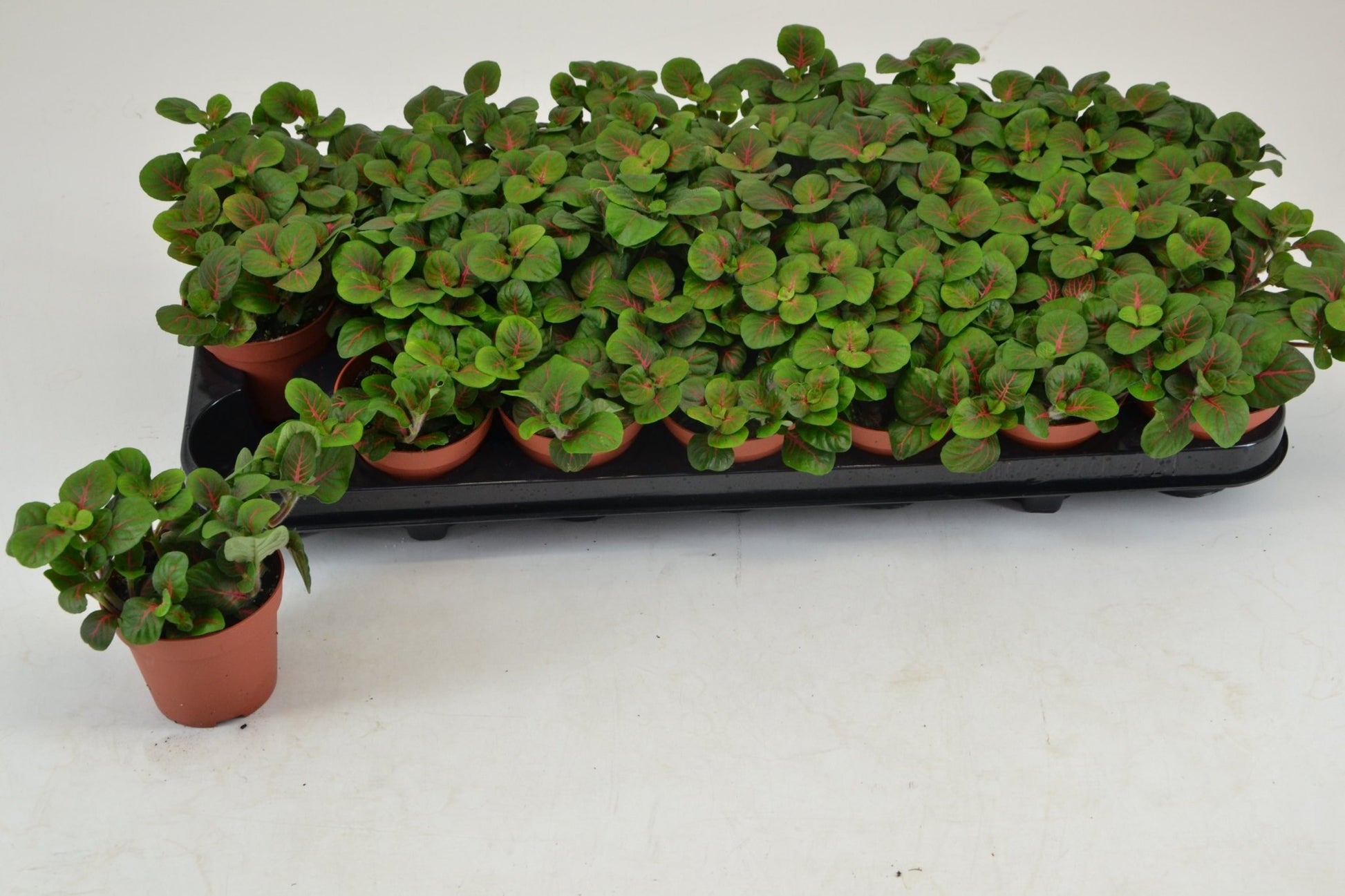 Fittonia 8.5cm Bubble Red - Green Plant The Horti House
