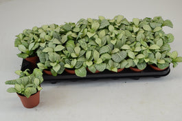 Fittonia 8.5cm Snow Anne - Green Plant The Horti House