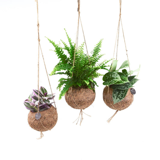 Foliage 12cm Cocos Hanging Pot Mix - Hanging The Horti House