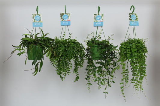 Foliage 14cm Mix - Green Plant The Horti House