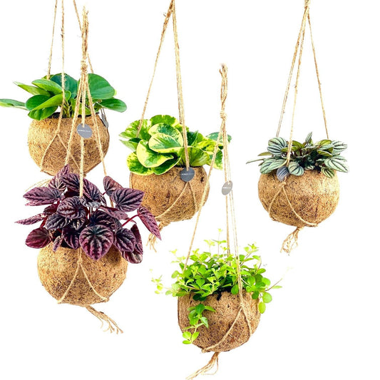 Foliage 15cm Cocos Hanging - Hanging The Horti House