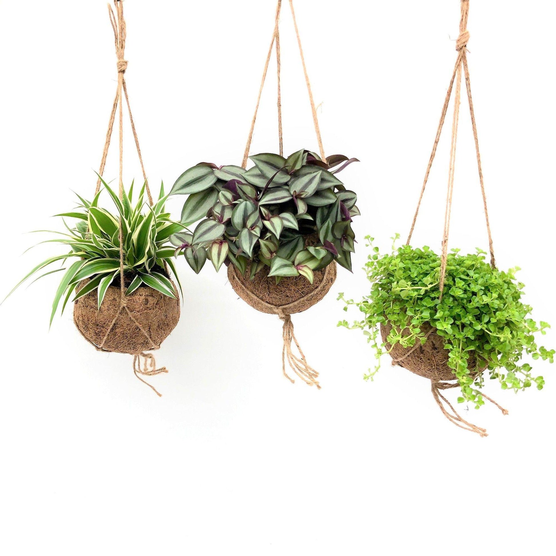 Foliage 15cm Cocos Hanging Pot Mix - Hanging The Horti House