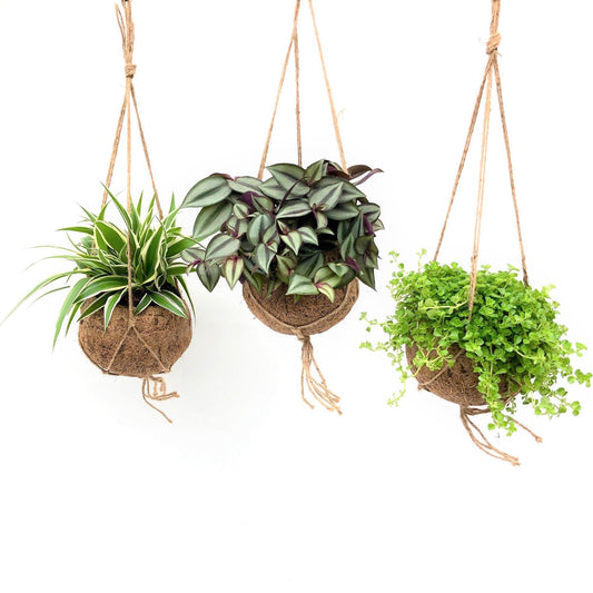 Foliage 15cm Cocos Hanging Pot Mix - Hanging The Horti House