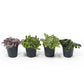 Foliage 5.5cm Plant - Green Plant The Horti House