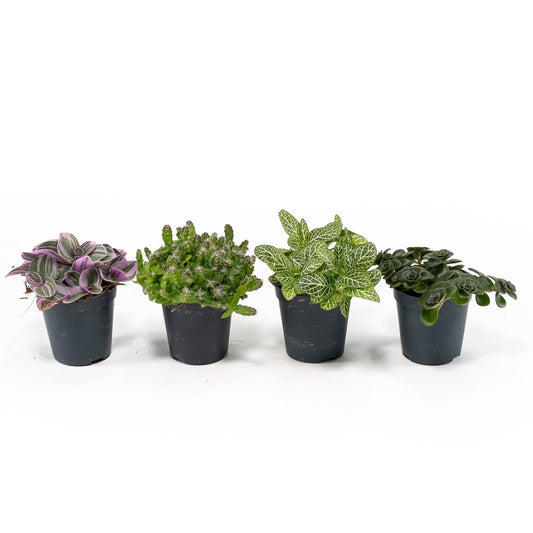 Foliage 5.5cm Plant - Green Plant The Horti House