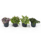 Foliage 5.5cm Plant - Green Plant The Horti House