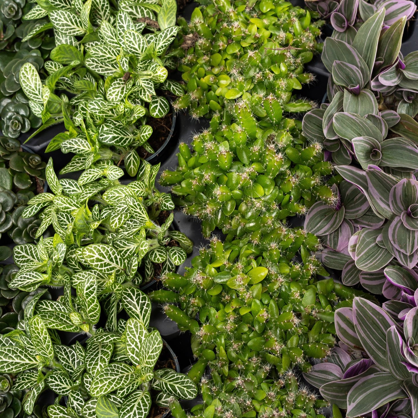 Foliage 5.5cm Plant - Green Plant The Horti House