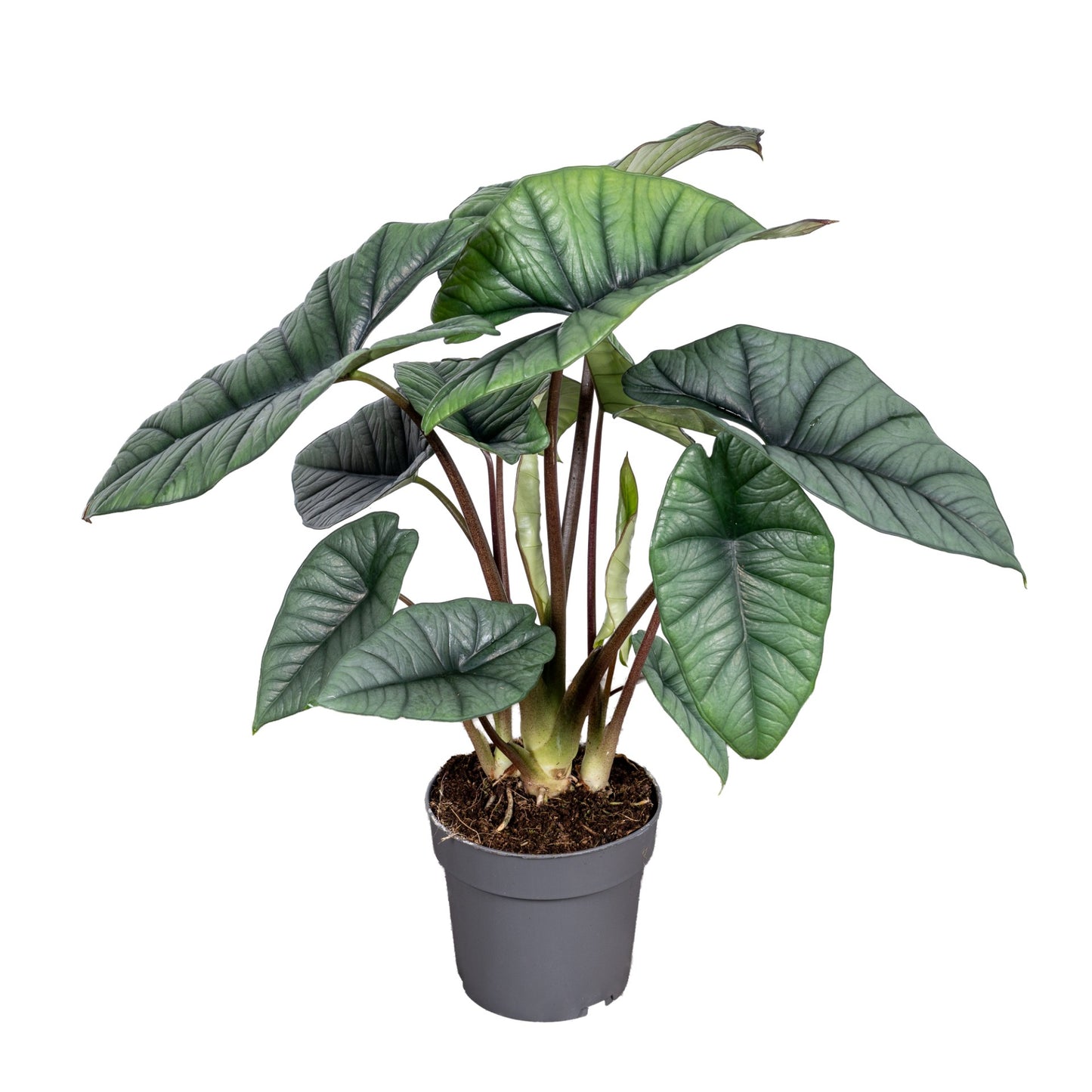 Alocasia 14cm Platinum