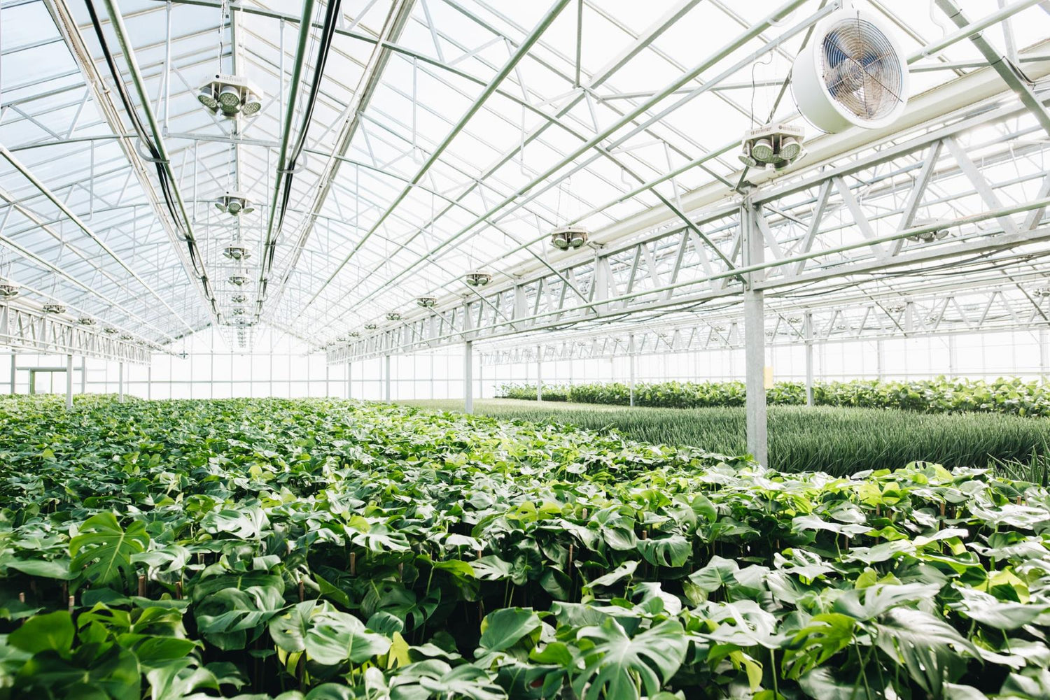 Houseplant Wholesale - The Horti House