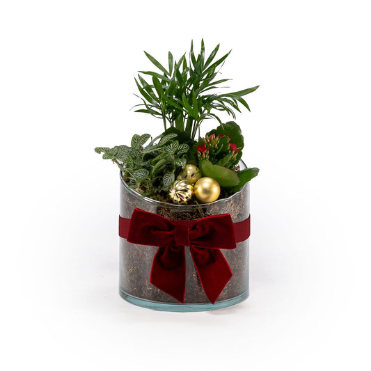 Glass Trio Planter 14cm - Added Value The Horti House