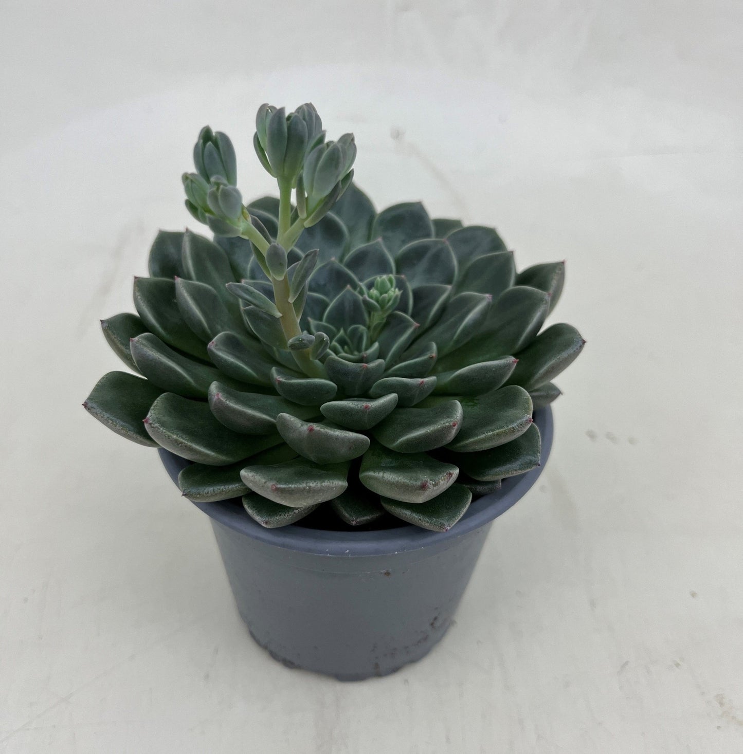 Graptopetalum 9cm Bellum - Succulent The Horti House