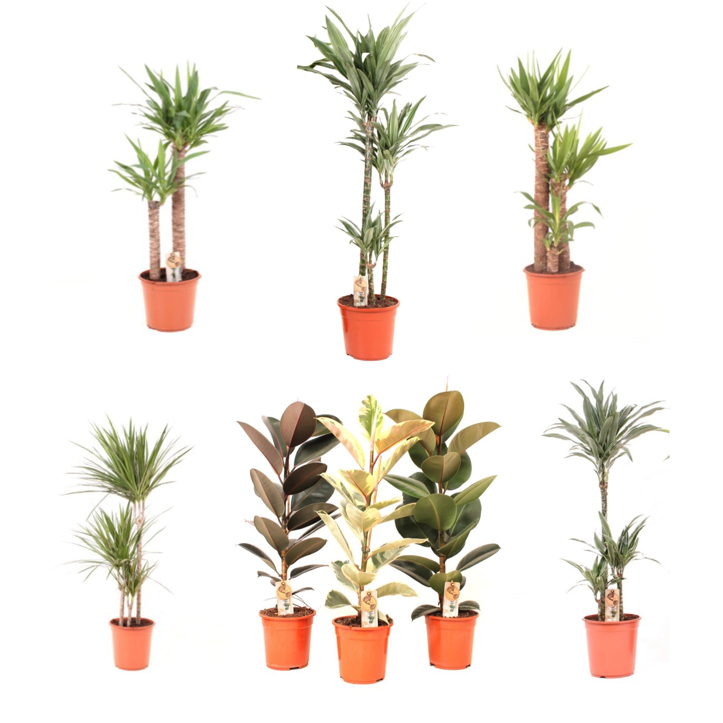 Green Plant 24cm Essential Mix - JAN 25 OFFER - Green Plant The Horti House