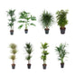 Green Plant 24cm Premium Mix - JAN 25 OFFER - Green Plant The Horti House