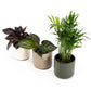 Green Plant 6cm Tot Mix in Cambridge - Green Plant The Horti House