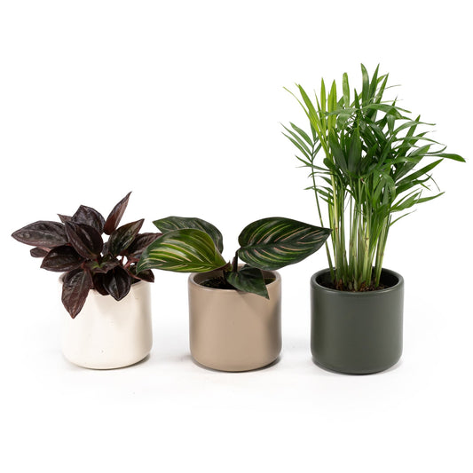 Green Plant 6cm Tot Mix in Cambridge - Green Plant The Horti House