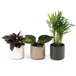 Green Plant 6cm Tot Mix in Cambridge - Green Plant The Horti House