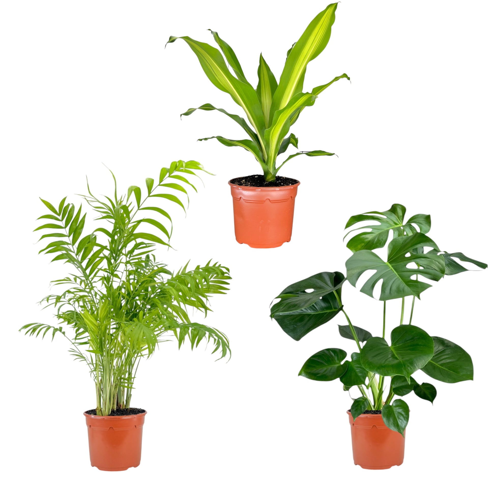 common british house plants Green Plant 17cm British Mix – The Horti House