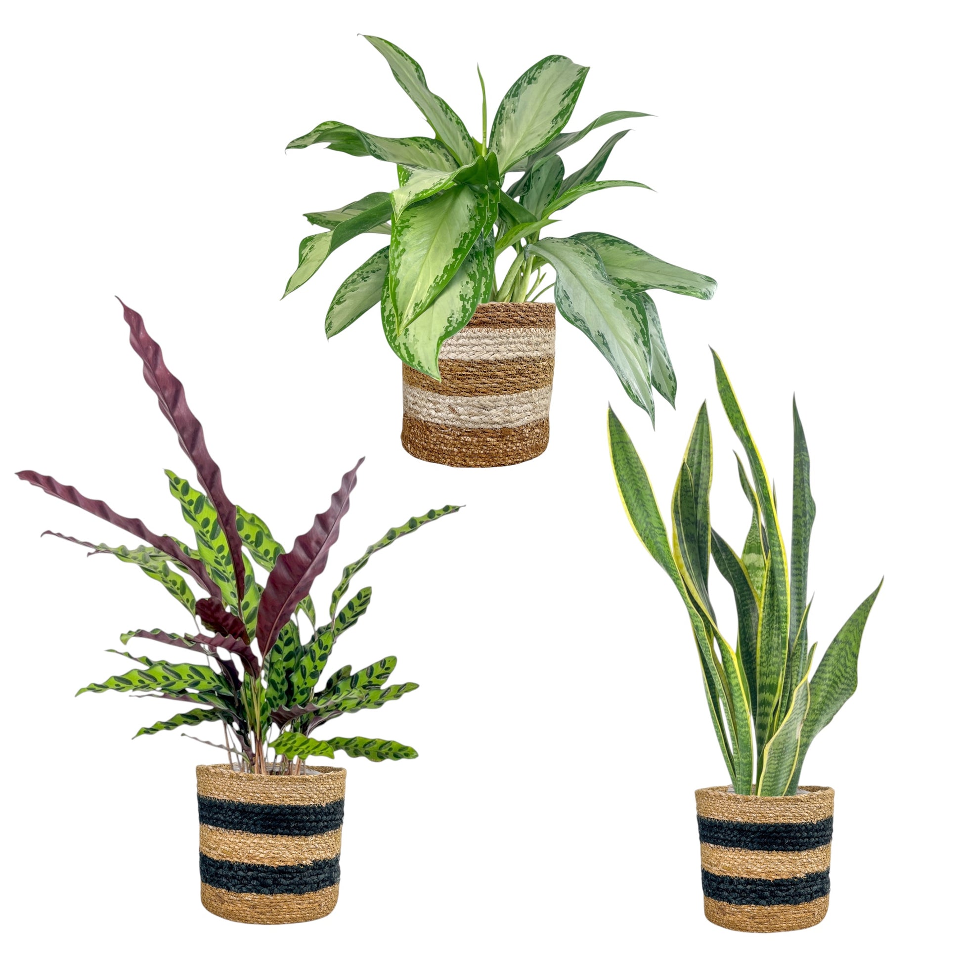Green Plant 17cm Mix in Basket - Green Plant The Horti House