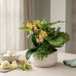 Greenery Arrangement in 23cm Planter - Planted Arrangements The Horti House